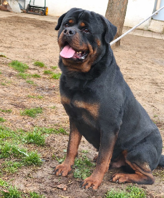 Étalon Rottweiler - Laskar Nightmare Of Dark Paws