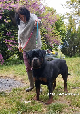 Étalon Rottweiler - Tinos Des anges noirs et feux