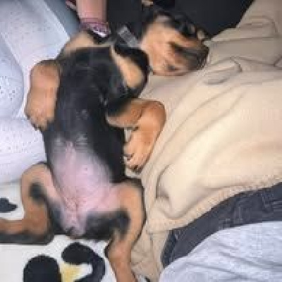 Étalon Rottweiler - Aska (Sans Affixe)