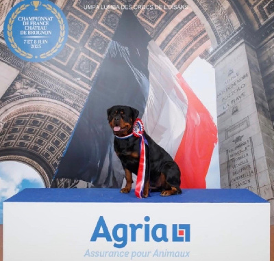 Étalon Rottweiler - Umpa lumba Des Crocs De L'Oisans
