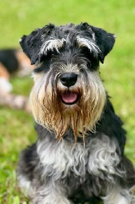 Étalon Schnauzer miniature - Sailor moon De La Garde De Poseidon
