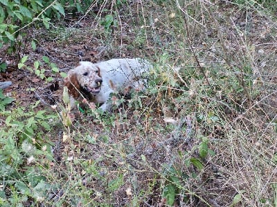 Étalon Setter Anglais - Ulane Du Mas De Brégançon