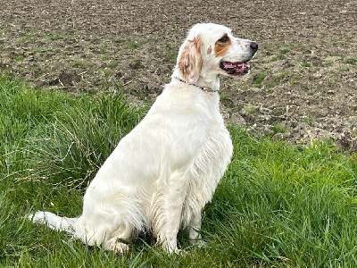 Étalon Setter Anglais - Tess Du Laurier Vert
