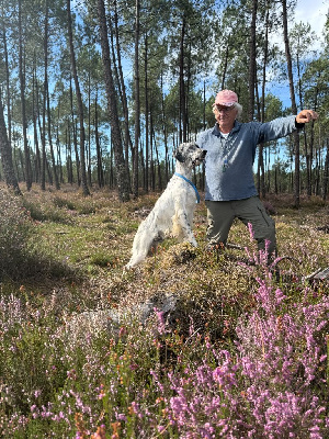 Étalon Setter Anglais - dendaberri Bitter