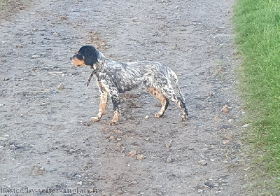 Étalon Setter Anglais - Amy Des Perdrix D'artois