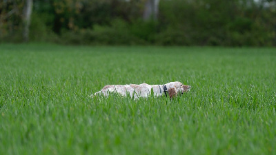 Étalon Setter Anglais - Uelba Du Mont Des Egines
