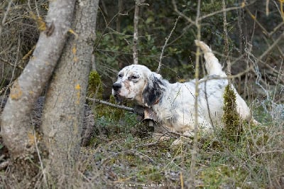 Étalon Setter Anglais - Vodka Sarentis