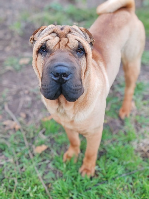 Étalon Shar Pei - Atchoum Infinity Love Pei