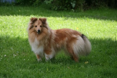 Étalon Shetland Sheepdog - Tiffen Des Bergers Du Landas