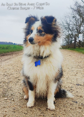 Étalon Shetland Sheepdog - Au bout du rêve avec capri Du Charme Berger