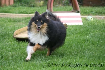 Étalon Shetland Sheepdog - Ulster Des Bergers Du Landas