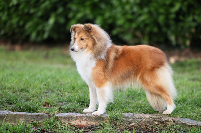 Étalon Shetland Sheepdog - Raya - reborn in the light Du Royaume Des Renards