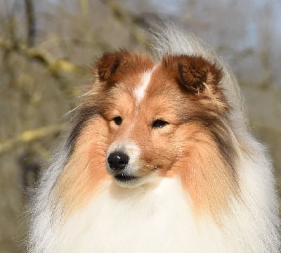 Étalon Shetland Sheepdog - Time after time Du Clos De Seawind