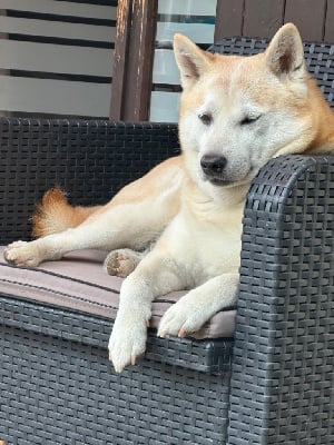 Étalon Shiba - Ichiro du Haut Pimont