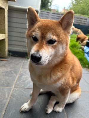 Étalon Shiba - Natsuko de percyval