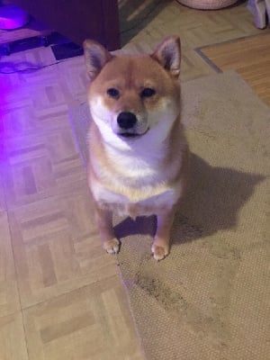 Étalon Shiba - Keiko du Crépuscule des Petits Anges