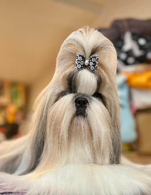 Étalon Shih Tzu - CH. saffron sherhy Yamanda