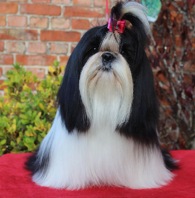 Étalon Shih Tzu - Van der bilt gloria Des Anges de Batignolles