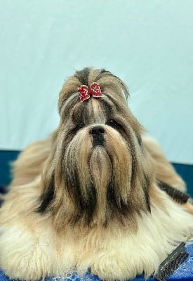 Étalon Shih Tzu - CH. saffron sherhy Leon