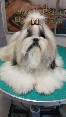 Étalon Shih Tzu - Lawren's Passion A love forever