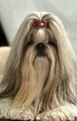 Étalon Shih Tzu - CH. Tommyknockers de Fu Xing