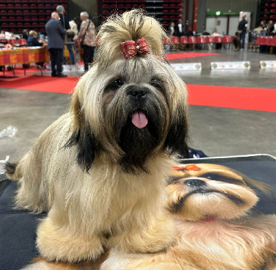 Étalon Shih Tzu - Valencia (Sans Affixe)