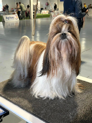 Étalon Shih Tzu - Pinkie love des joyaux du mas enchante