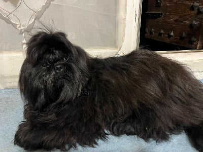 Étalon Shih Tzu - Sarada Of The Kind Monsters