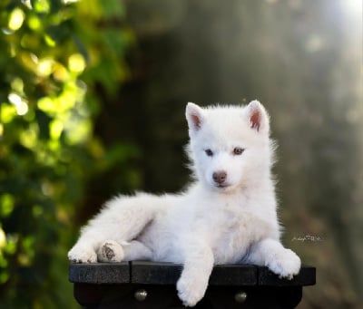 Étalon Siberian Husky - A freedom-seeking empress Of Legendary's Reborn