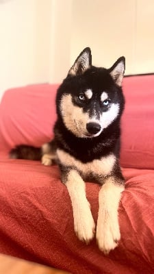 Étalon Siberian Husky - Vitani De La Tendre Puissance