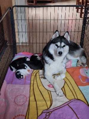 Étalon Siberian Husky - Rock n' roll of aqua ice