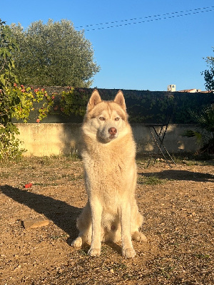 Étalon Siberian Husky - Seven (Sans Affixe)