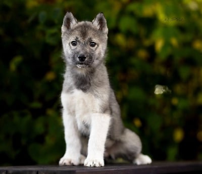 Étalon Siberian Husky - Altess shine like the moon Of Legendary's Reborn