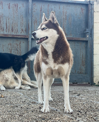 Étalon Siberian Husky - S taya Les Truffes Capricieuses