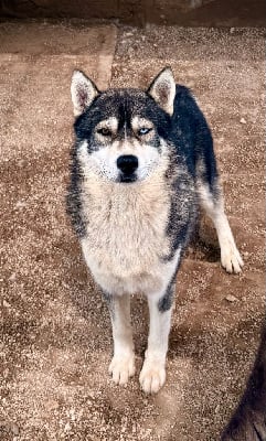 Étalon Siberian Husky - Tayc de L'Esprit d'Oréline