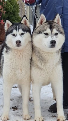 Étalon Siberian Husky - Nevada expresse of aqua ice