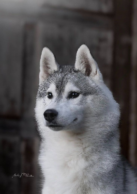 Étalon Siberian Husky - Ventus prime junior Of Legendary's Reborn