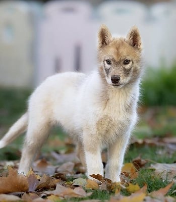 Étalon Siberian Husky - Awakned mira singing dreams Of Legendary's Reborn