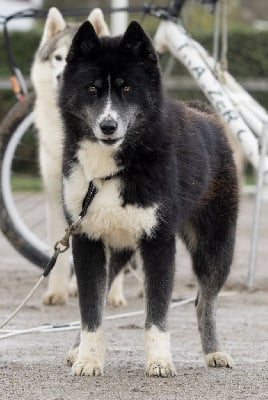 Étalon Siberian Husky - Vivienne westwood nana vivienne Of Legendary's Reborn