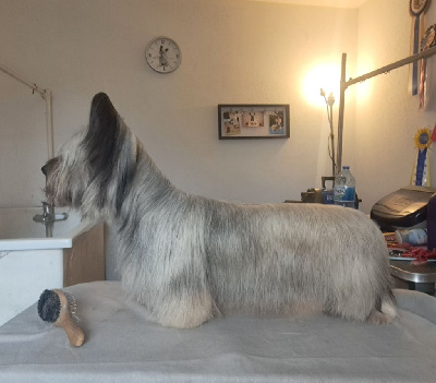 Étalon Skye Terrier - dynasty of pharaohs This is broadway