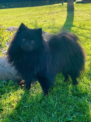 Étalon Spitz allemand - Vol denuit volf du Crystal Noir