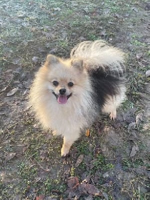 Étalon Spitz allemand - Valentino Du Clos Des Pom' De Pins