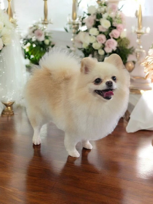 Étalon Spitz allemand - belle boule de marie Hali marta