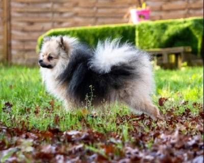 Étalon Spitz allemand - Valentino Du Clos Des Pom' De Pins