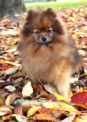 Étalon Spitz allemand - CH. Warlock danube dwarf