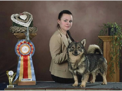 Étalon Spitz des Visigoths - CH. Ulysse de l'Ame des Loups