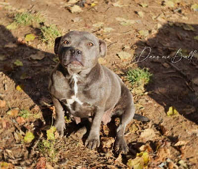 Étalon Staffordshire Bull Terrier - Utopia Dans Ma Bull