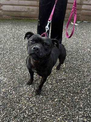 Étalon Staffordshire Bull Terrier - The black queen revenge Du Corsaire Des Abers