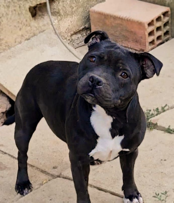 Étalon Staffordshire Bull Terrier - Uchronie Dans Ma Bull