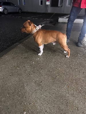 Étalon Staffordshire Bull Terrier - Viking battle aka velvet Of English Stafford